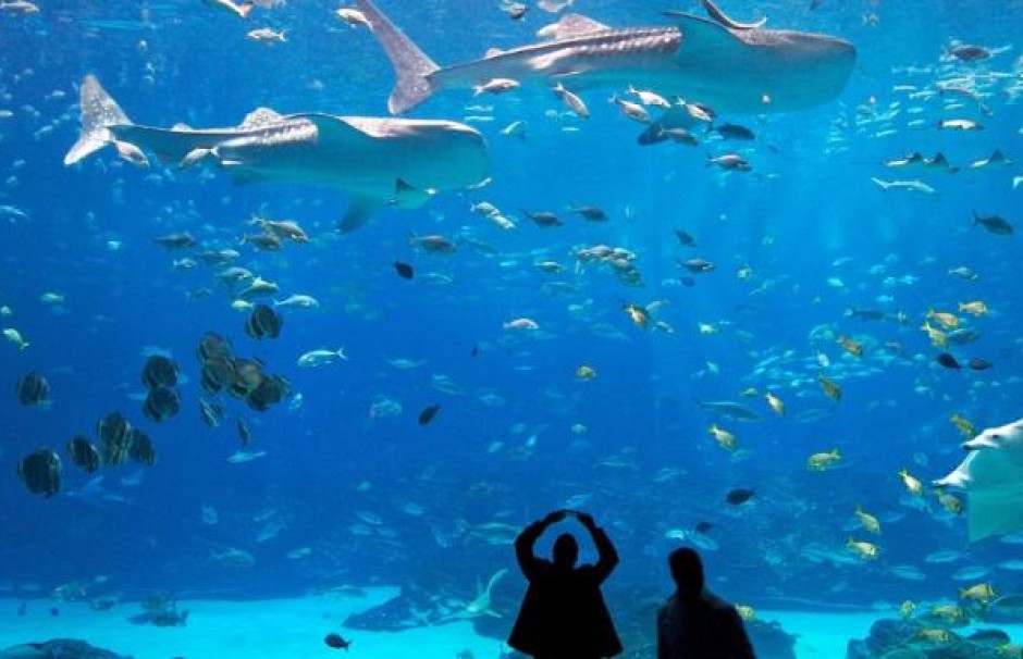 Georgia Aquarium
